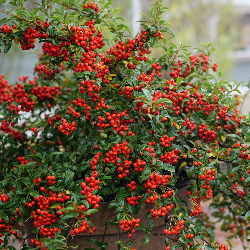 Branches of Berry Box Pyracomeles loaded with bright red berries.
