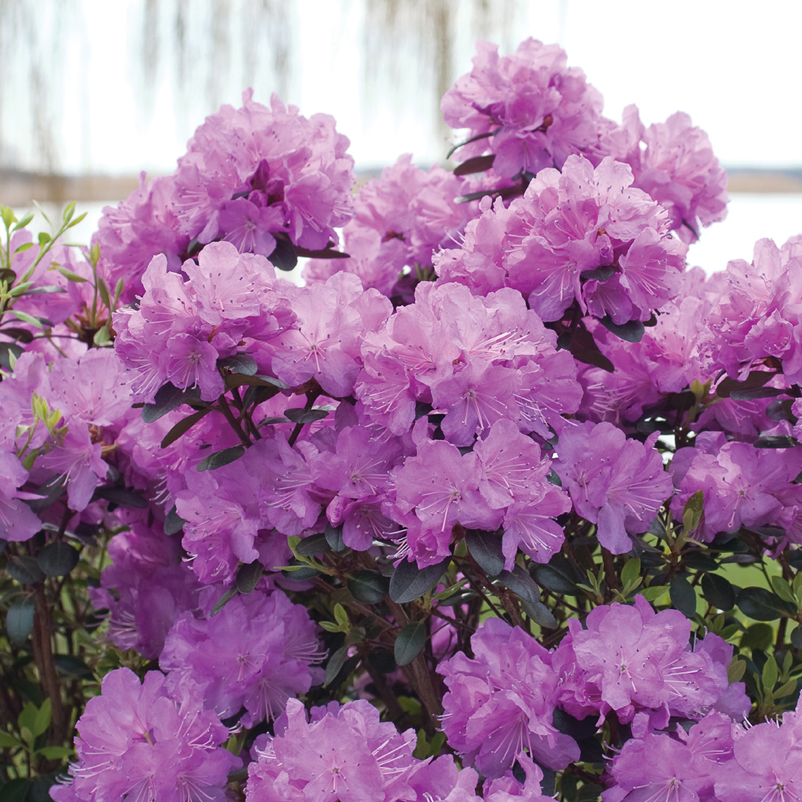 Pale purple blooms of Rhododendron Amy Cotta with lake and willow tree in the background