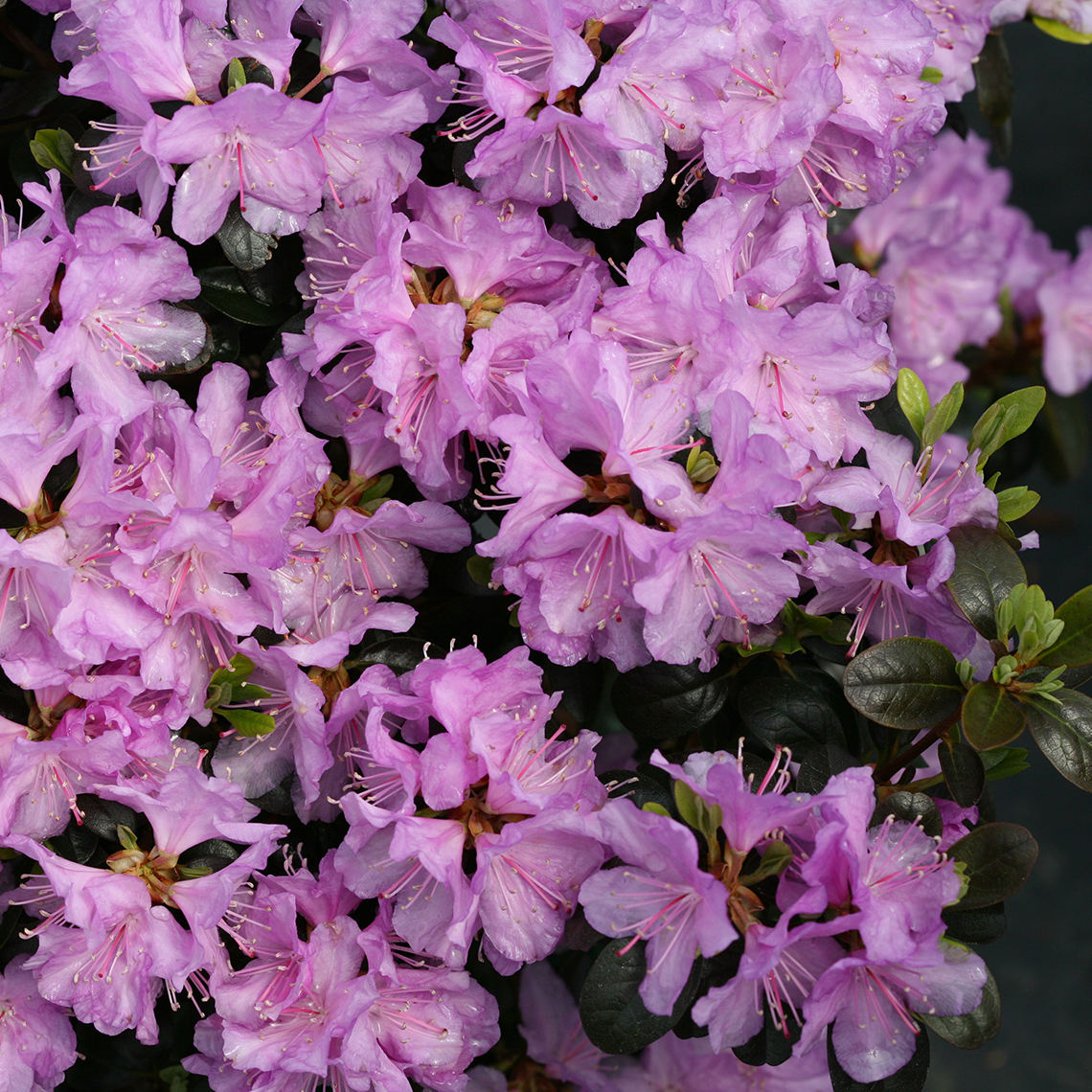 Close up of light lavender Rhododendron Amy Cotta flowers