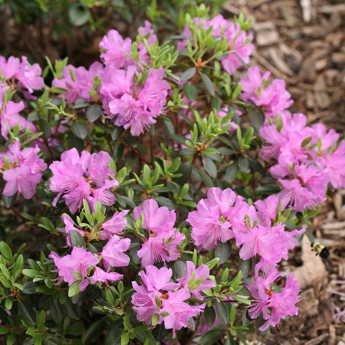 Blooming Rhododendron Amy Cotta in mulched landcape