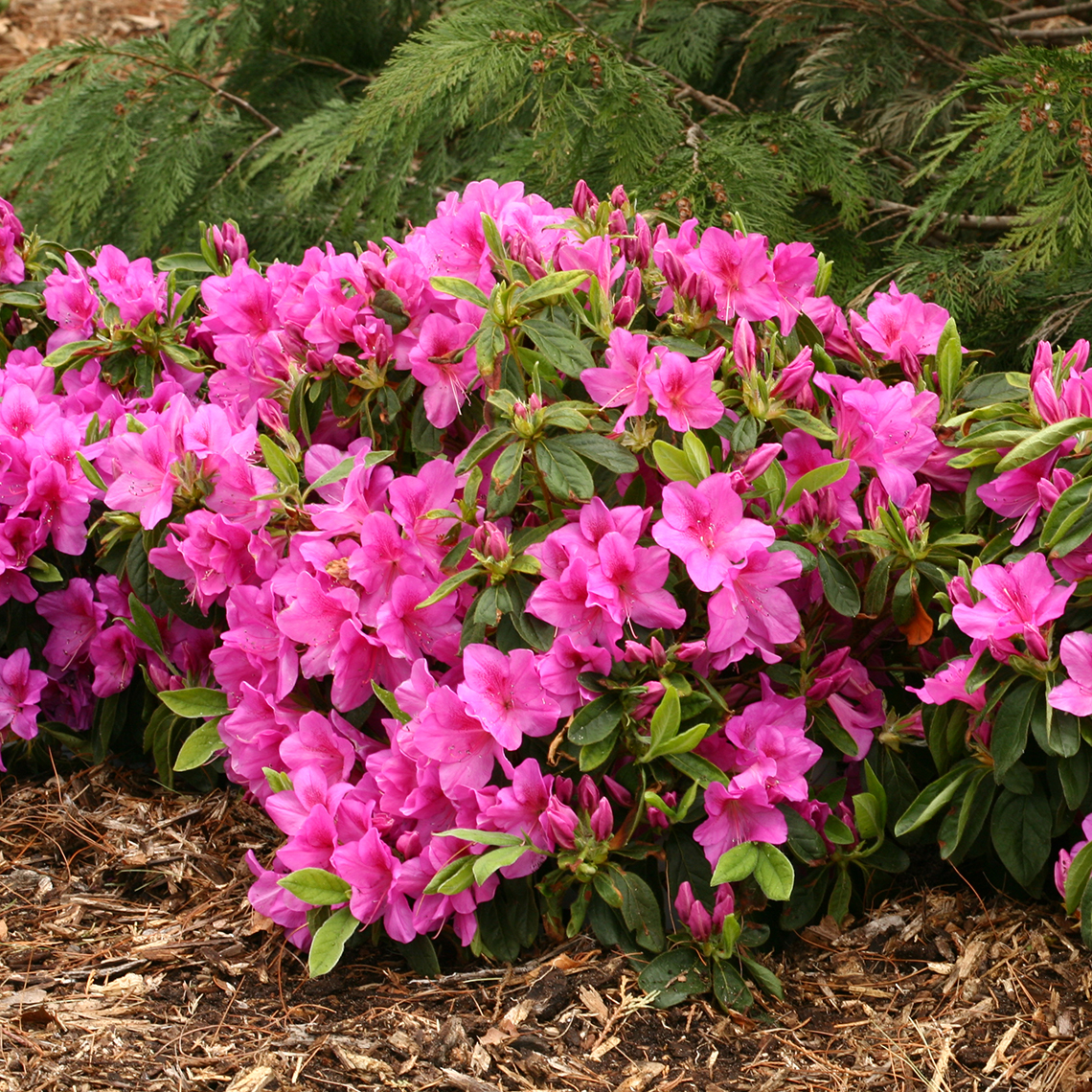 Mounded Bloom-A-Thon Lavender reblooming azalea planted near evergreen