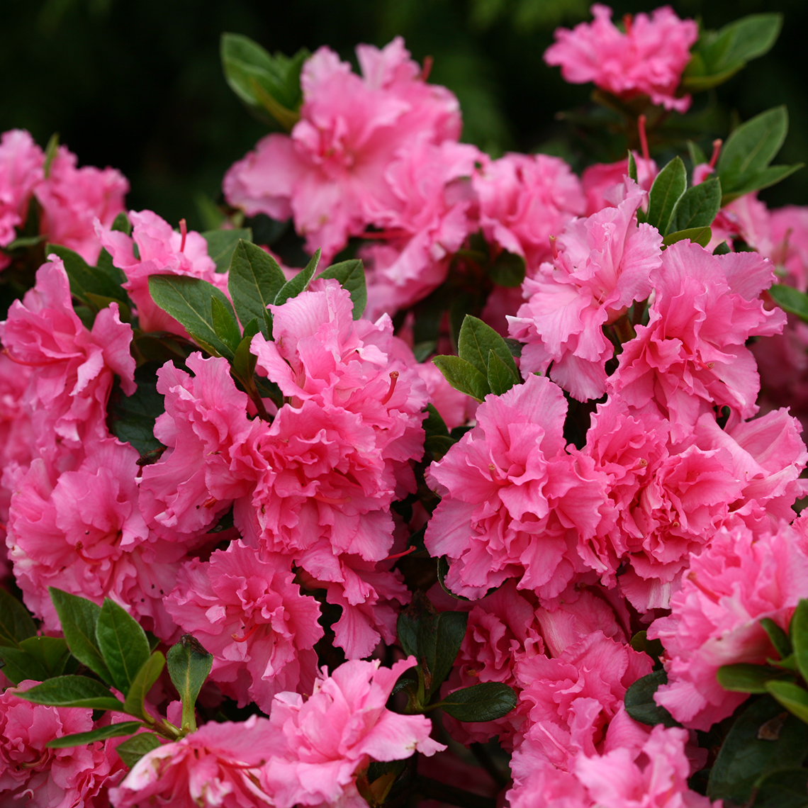 Close up of frilly Bloom-A-Thon Pink Double reblooming azalea flowers