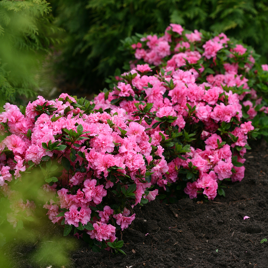 Trio of Bloom-A-Thon Pink Double reblooming azaleas planted in arc in garden