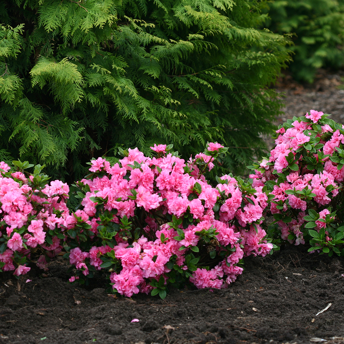 Tightly mounded Bloom-A-Thon Pink Double reblooming azaleas planted near evergreens