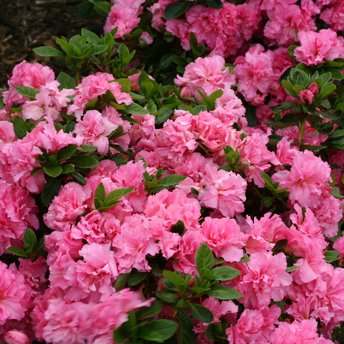Mound of Bloom-A-Thon Pink Double reblooming azalea in full bloom