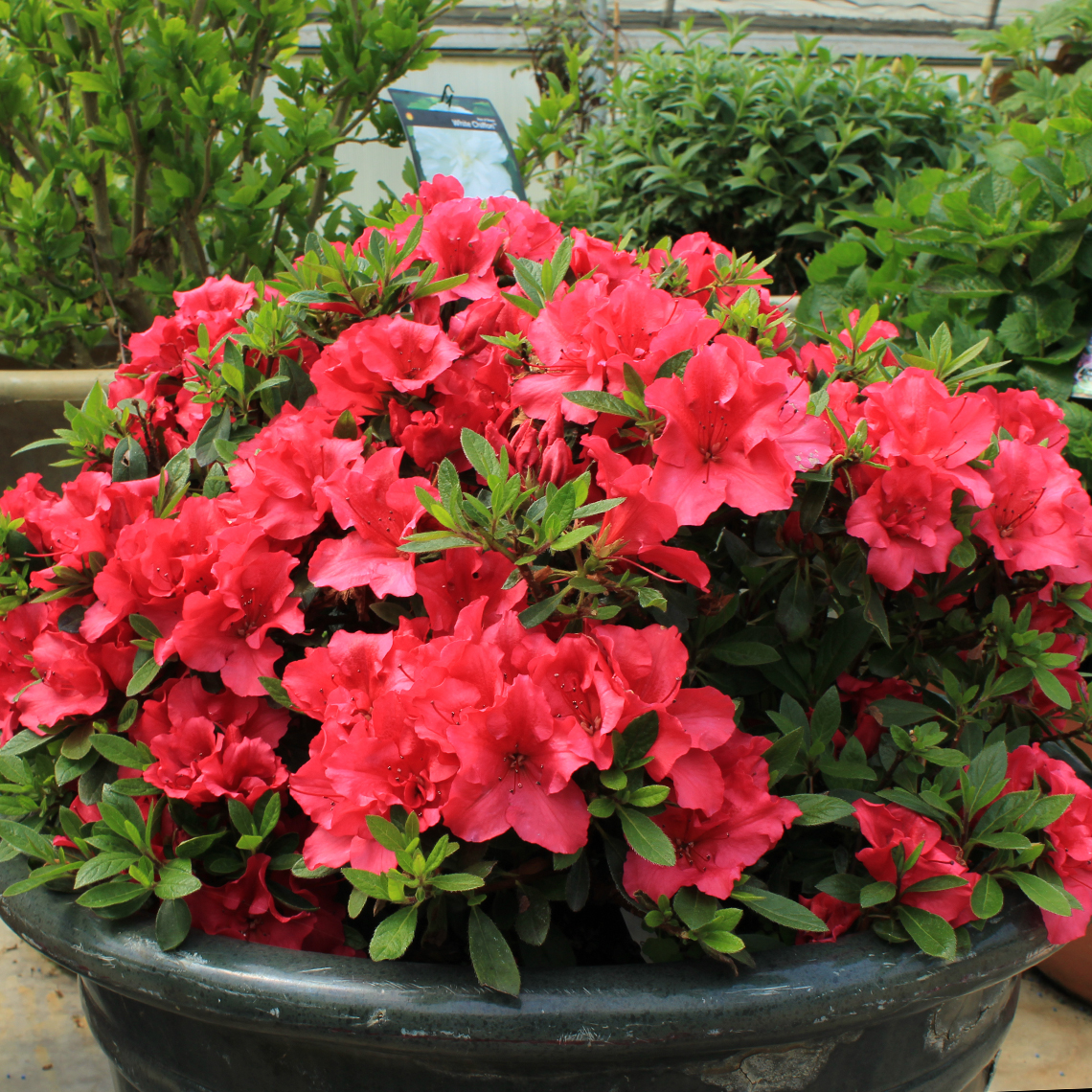 Bloom-A-Thon Red reblooming azalea in decorative pot in greenhouse