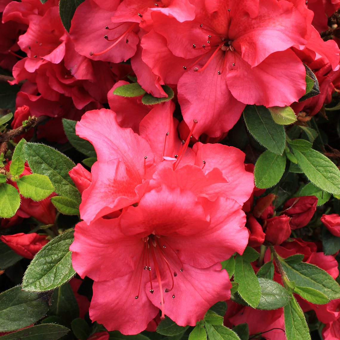 Close up of Bloom-A-Thon Red reblooming azalea flowers