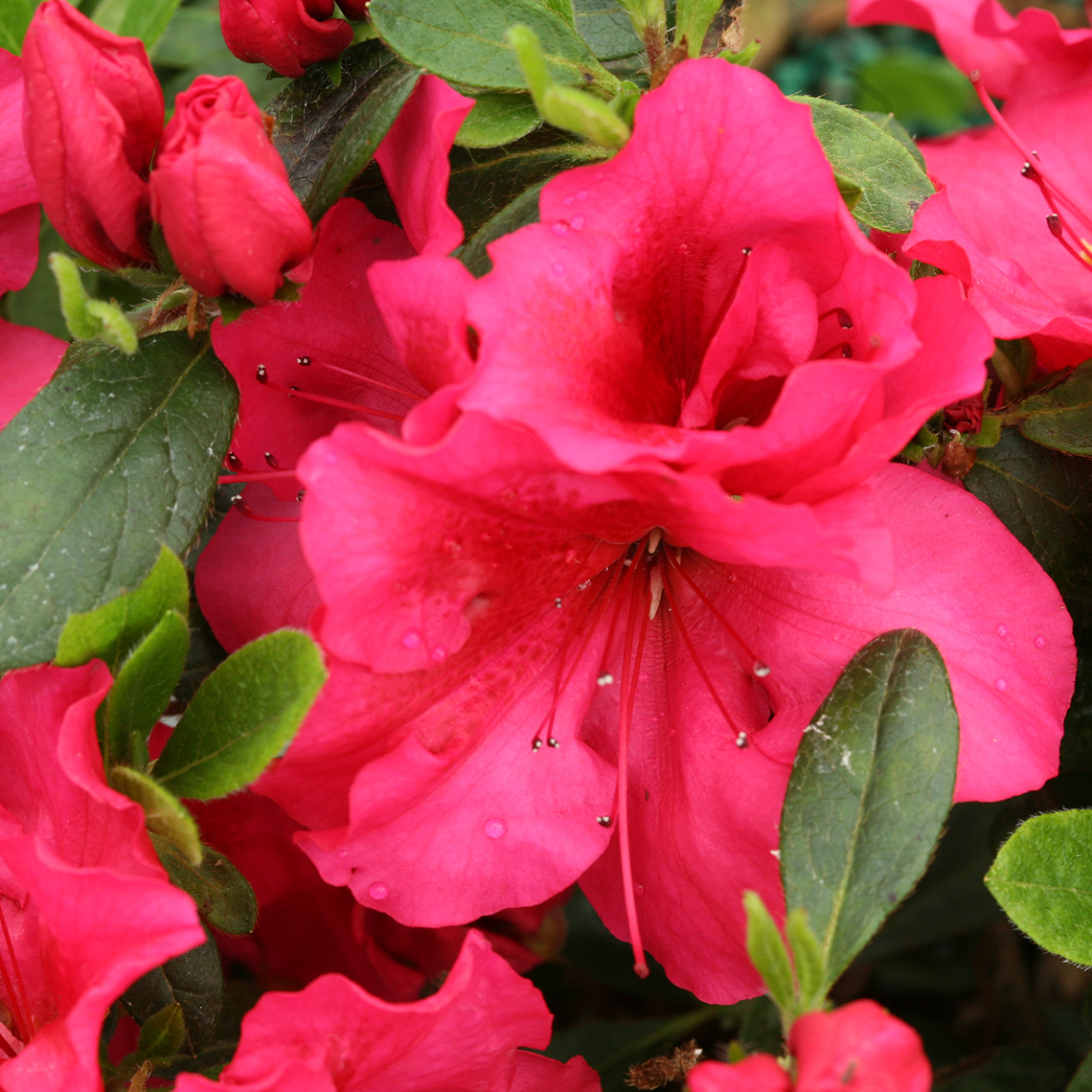 Close up of Bloom-A-Thon Red reblooming azalea flowers