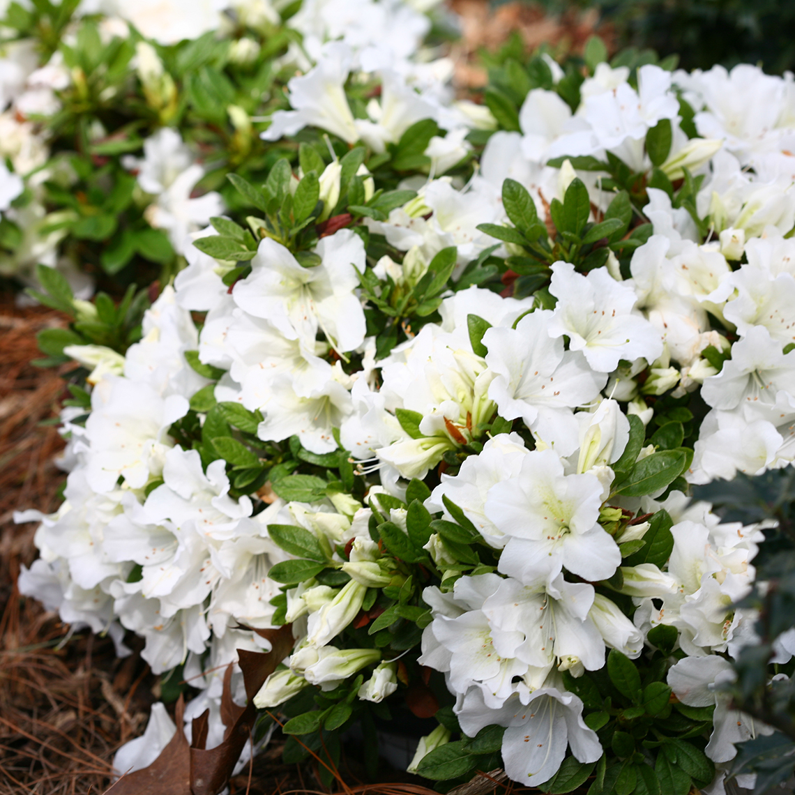 Bright white flowers on low mounded Bloom-A-Thon White reblooming azaleas
