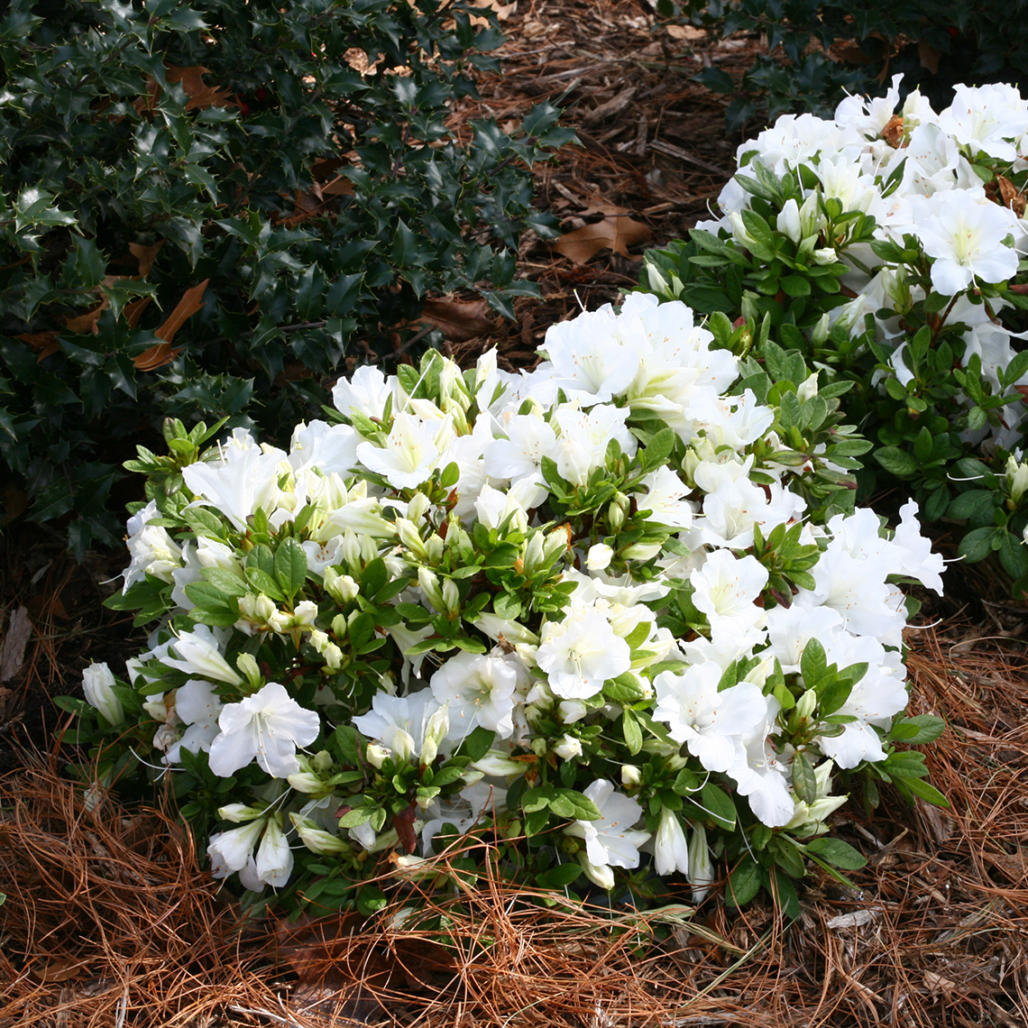 Bloom-A-Thon White reblooming azalea in garden with mulch