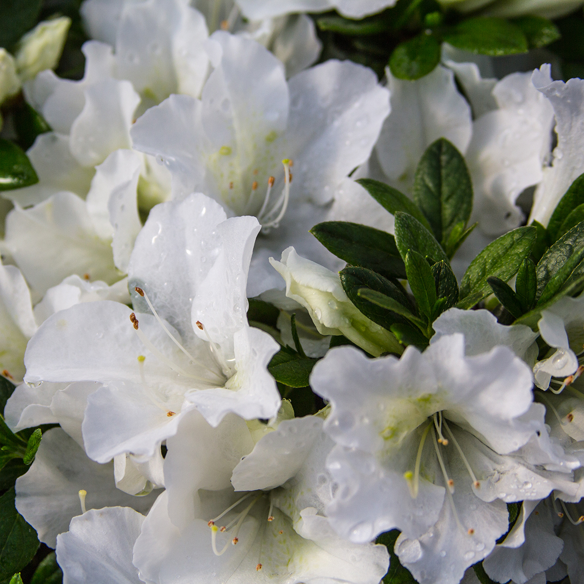 Close up of clear white Bloom-A-Thon White reblooming azalea flowers