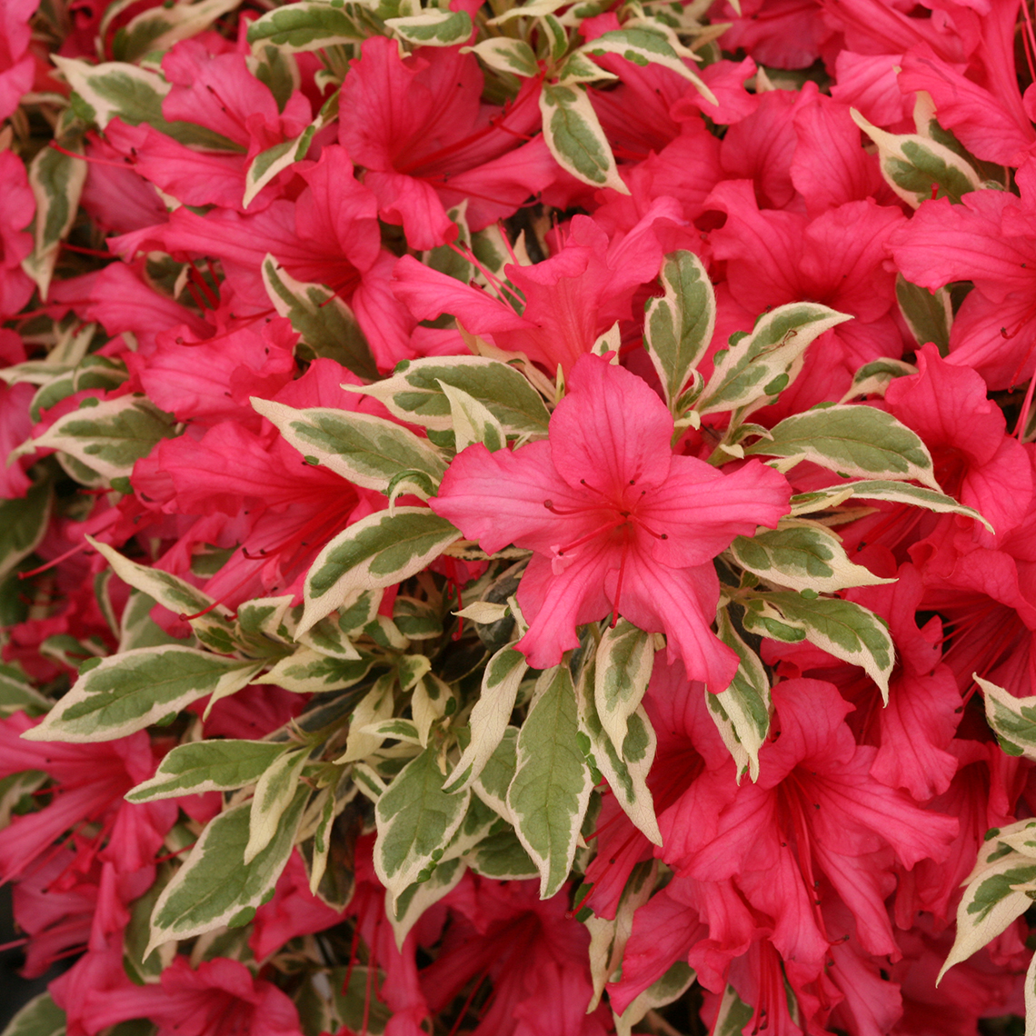 Close up of vibrant red pink Bollywood azalea blooms overlapping crisp green and white variegation