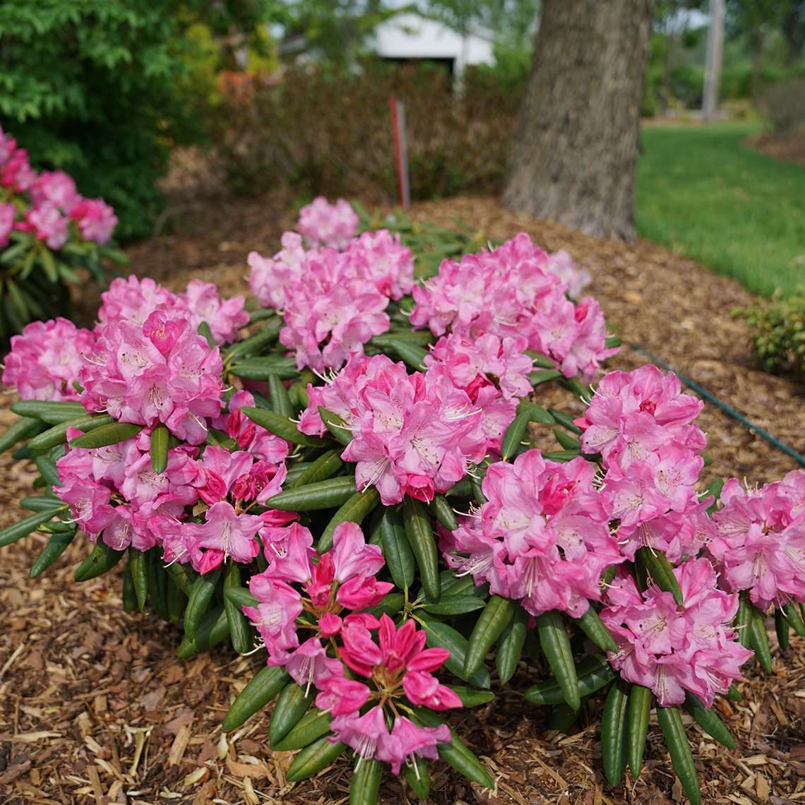 Well branched Rhododendron Dandy Man Pink in mulched bed