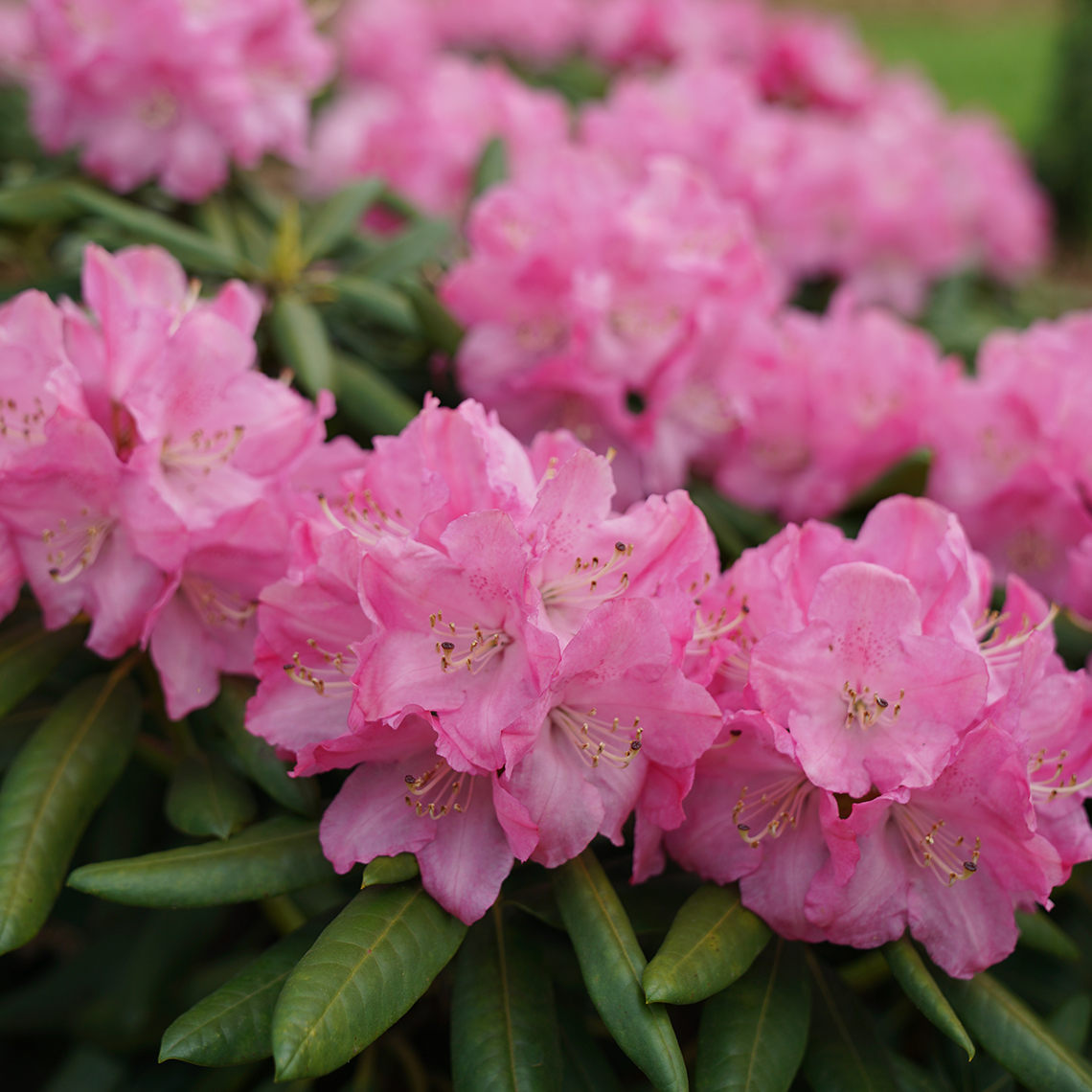 Close up of blooming Rhododendron Dandy Man Pink