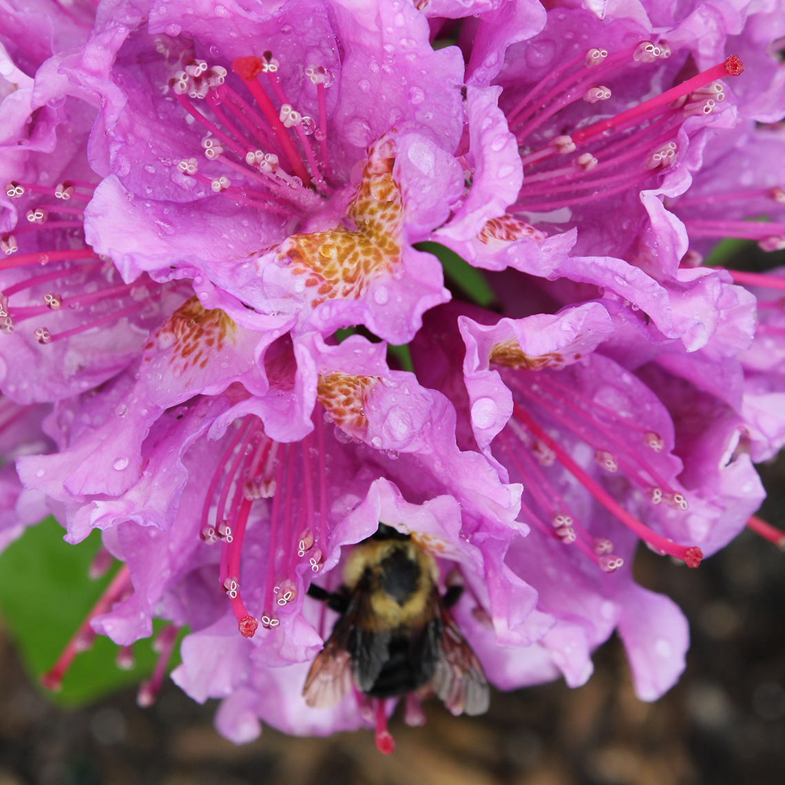Close up of freckled Rhododendron Dandy Man Purple flowers with resting bee