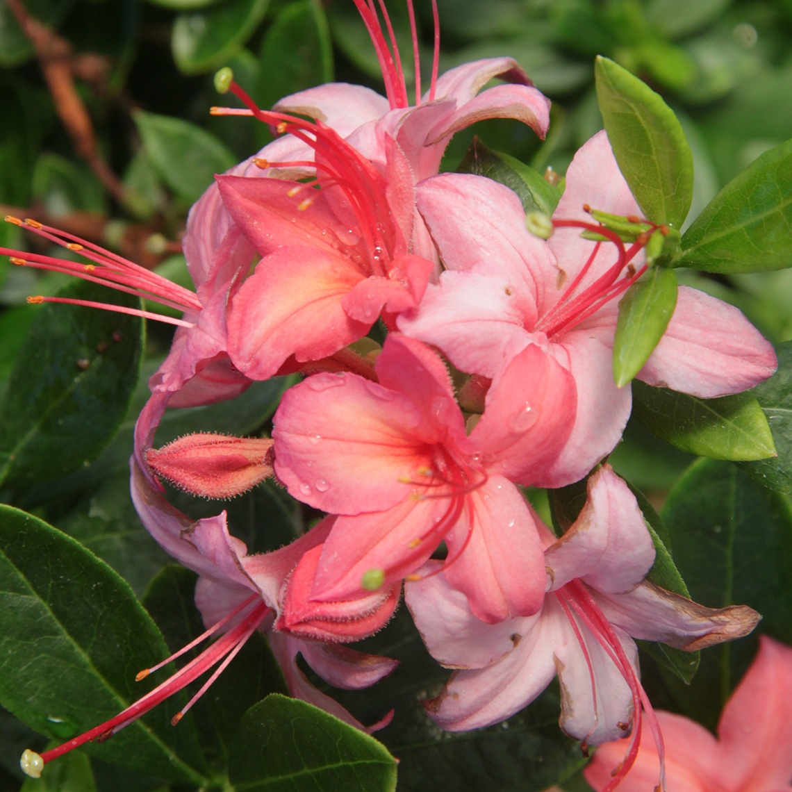 Close up of tropical pink Weston's Garden Party azalea blooms