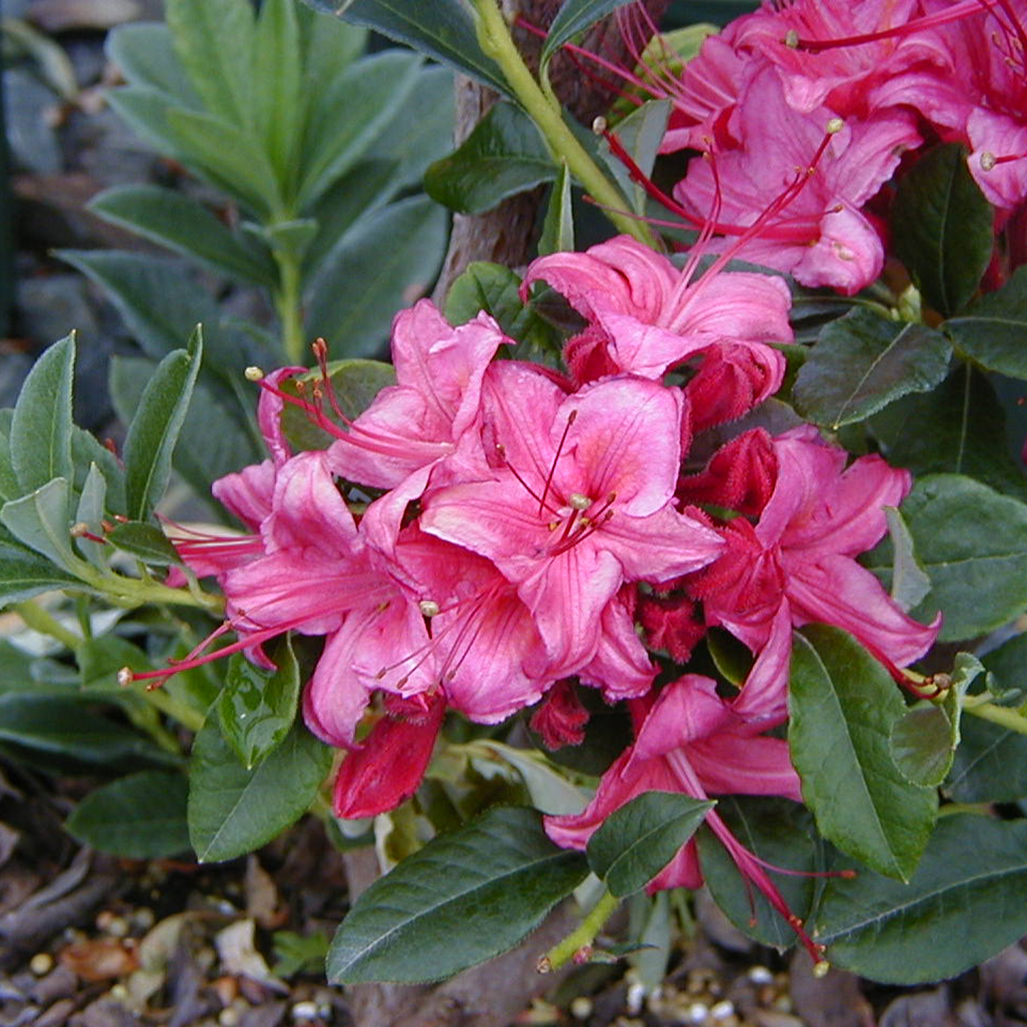 Close up of rich pink Weston's Millenium azalea flowers