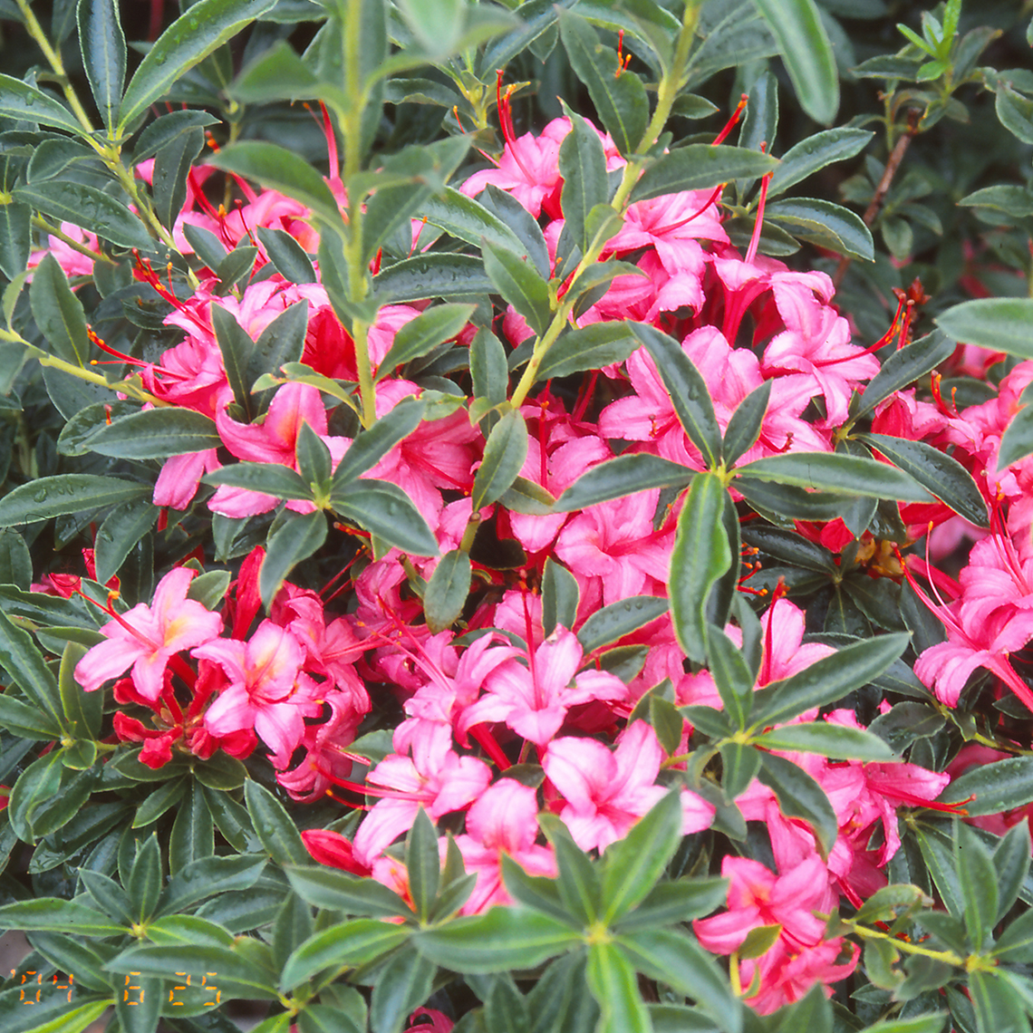 Bright pink Weston's Parade azalea blooms with magenta accents