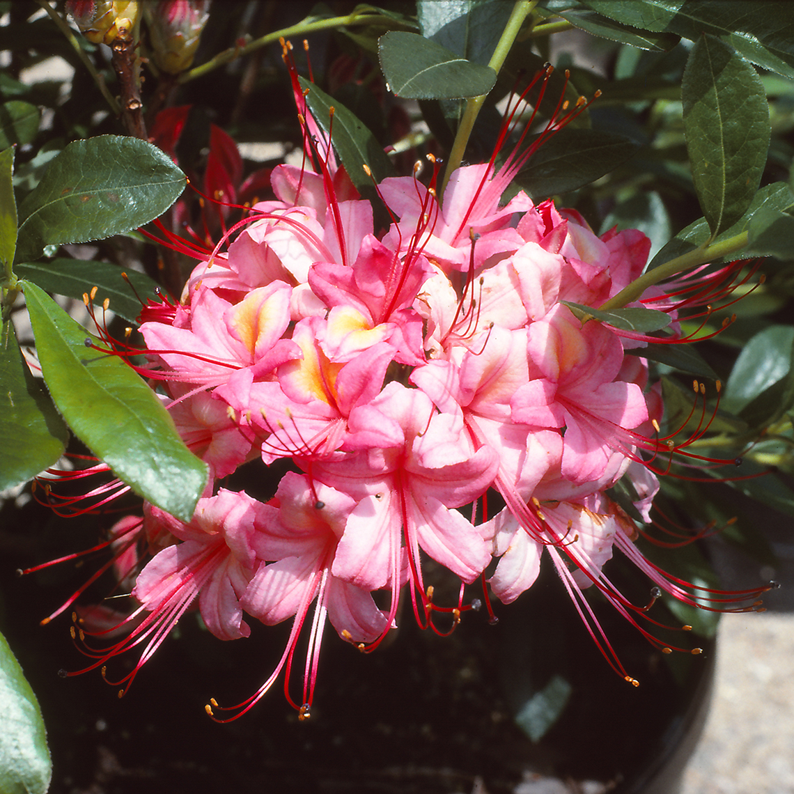 Close up of potted Weston's Pink and Sweet azalea with pink flowers accented by yellow