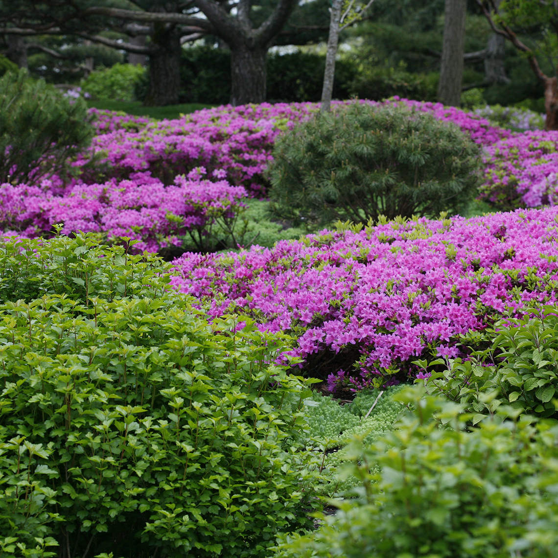 Drifts of Rhododendron Compacta intermixed with evergreen accents in spring landscape