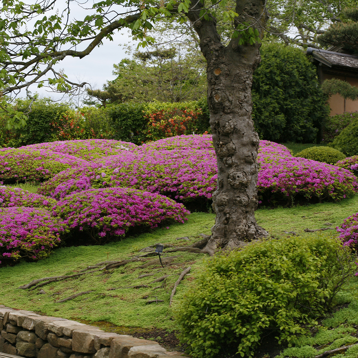 Mounded drifts of Rhododendron Compacta's lavender blooms filling landscape behind tree