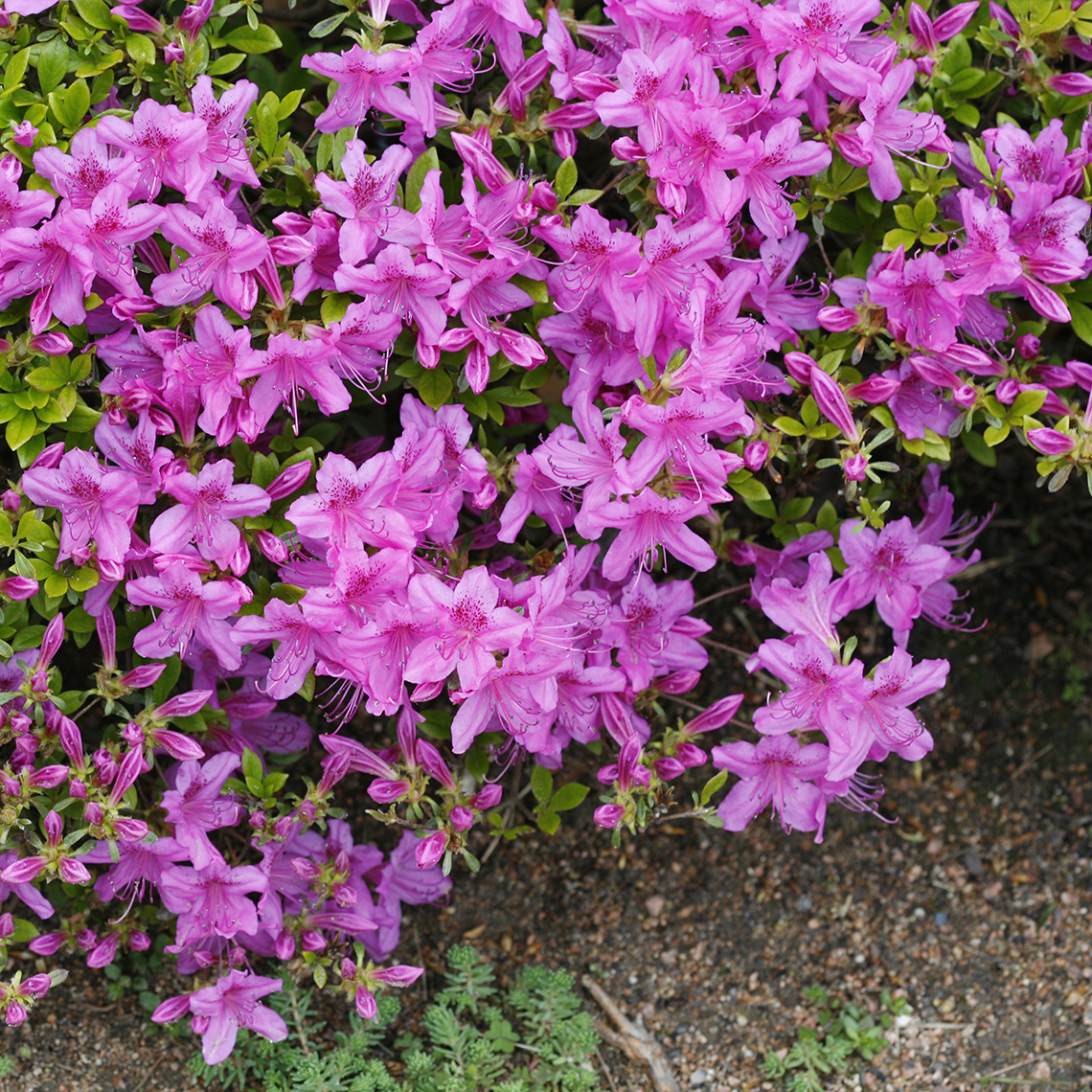 Lavender flowers of Rhododendron Compacta