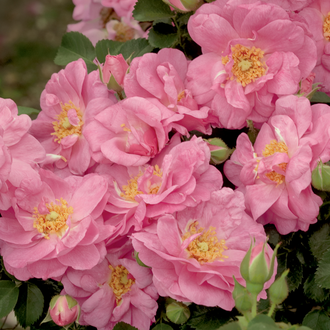 Multiple blooms of soft pink Cape Diamond Rosa