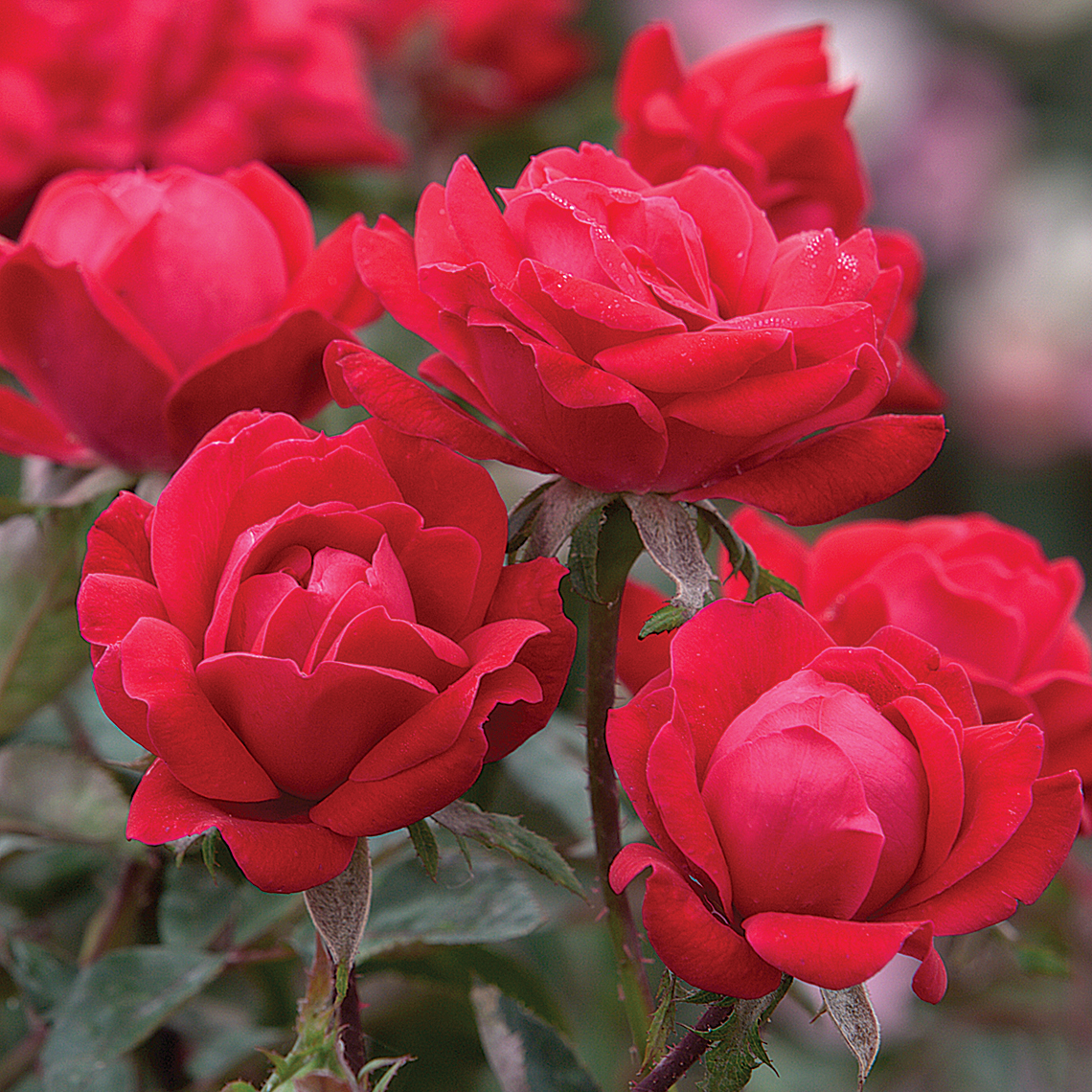 Five bright red Double Knock Out Rosa flowers