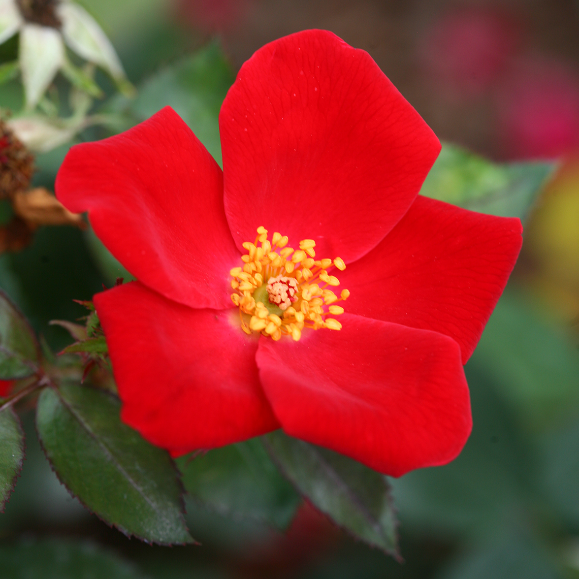 Close up of single cherry red Home Run Rosa bloom