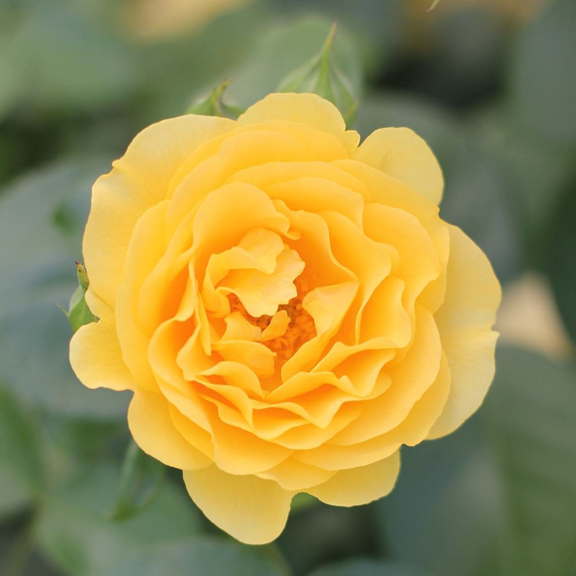 Buttery yellow Julia Child Rosa bloom