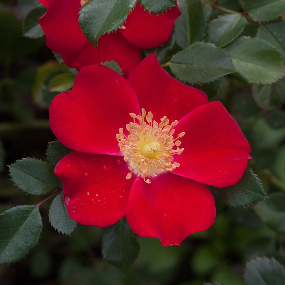 Close up of a cherry red Oso Easy Cherry Pie Rosa flower with clean green foliage