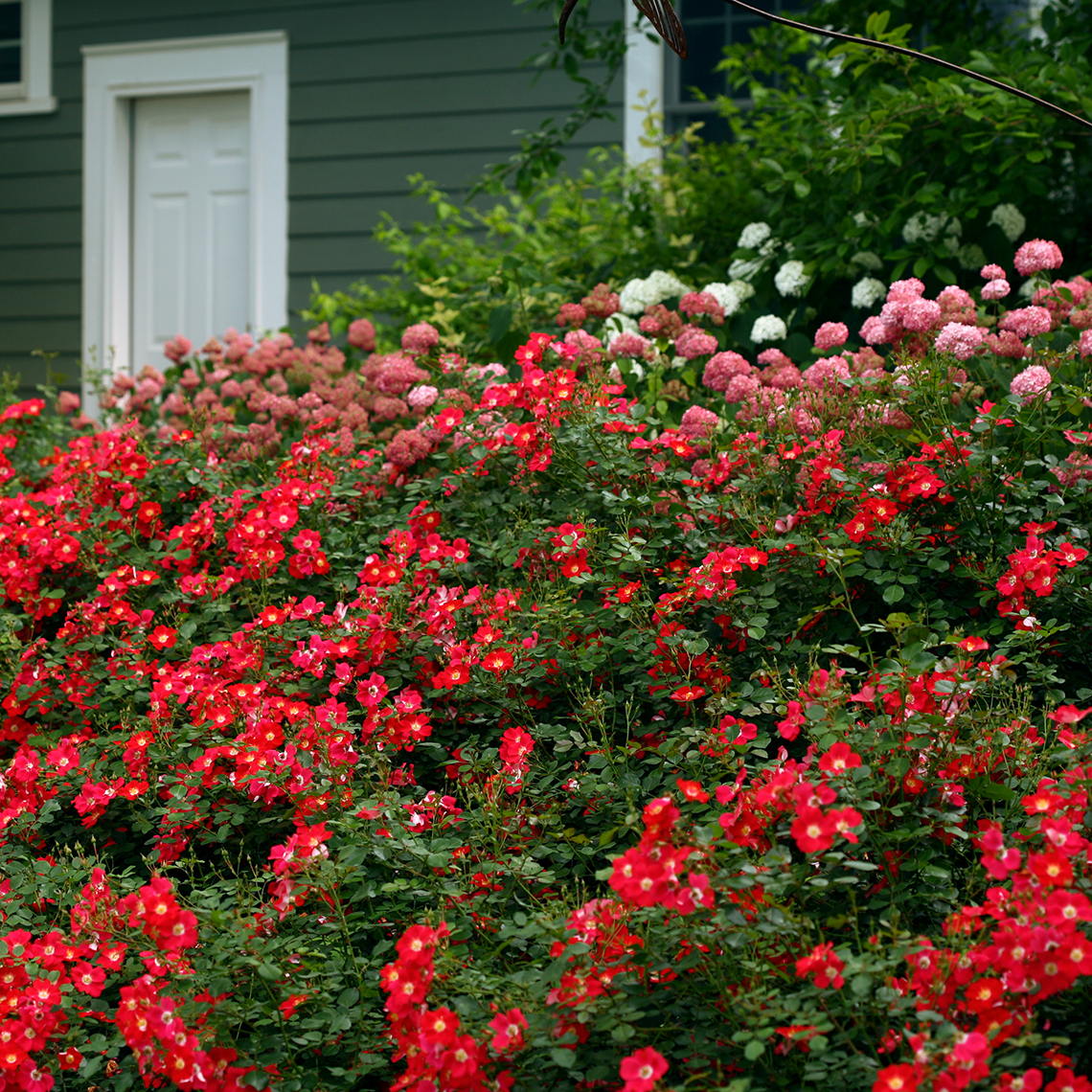 An abundance of red Oso Easy Cherry Pie Rosa flowers covering slope with Hydrangeas
