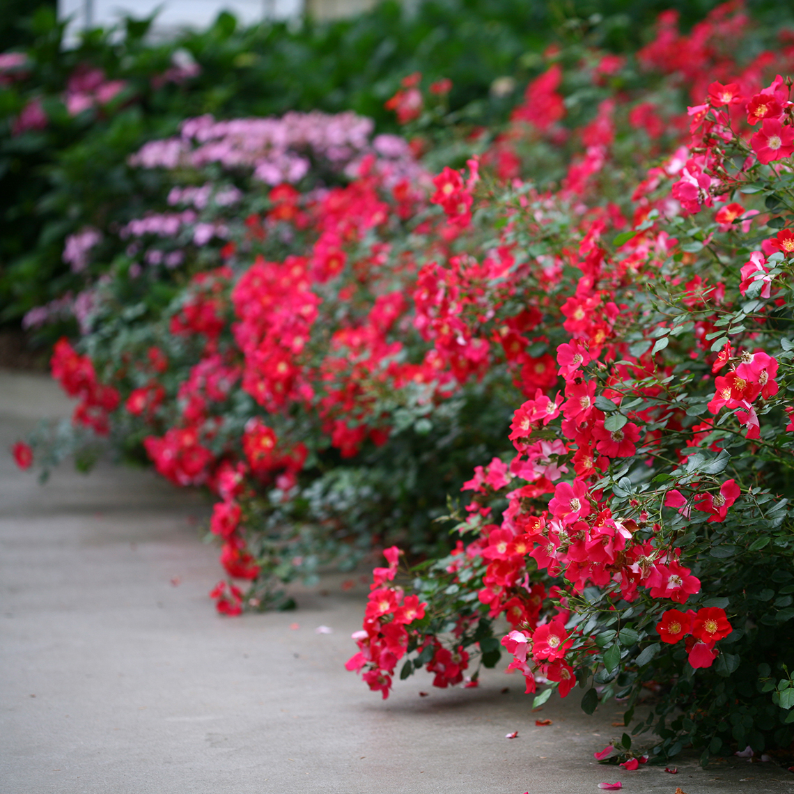 Red blooms of Oso Easy Cherry Pie Rosa spilling onto cement walkway