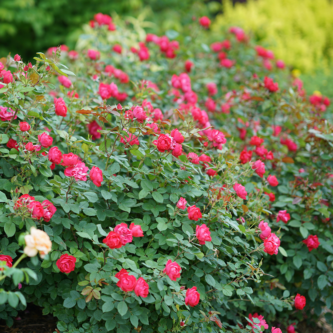 Drift of bright red Oso Easy Double Red Rosa in garden