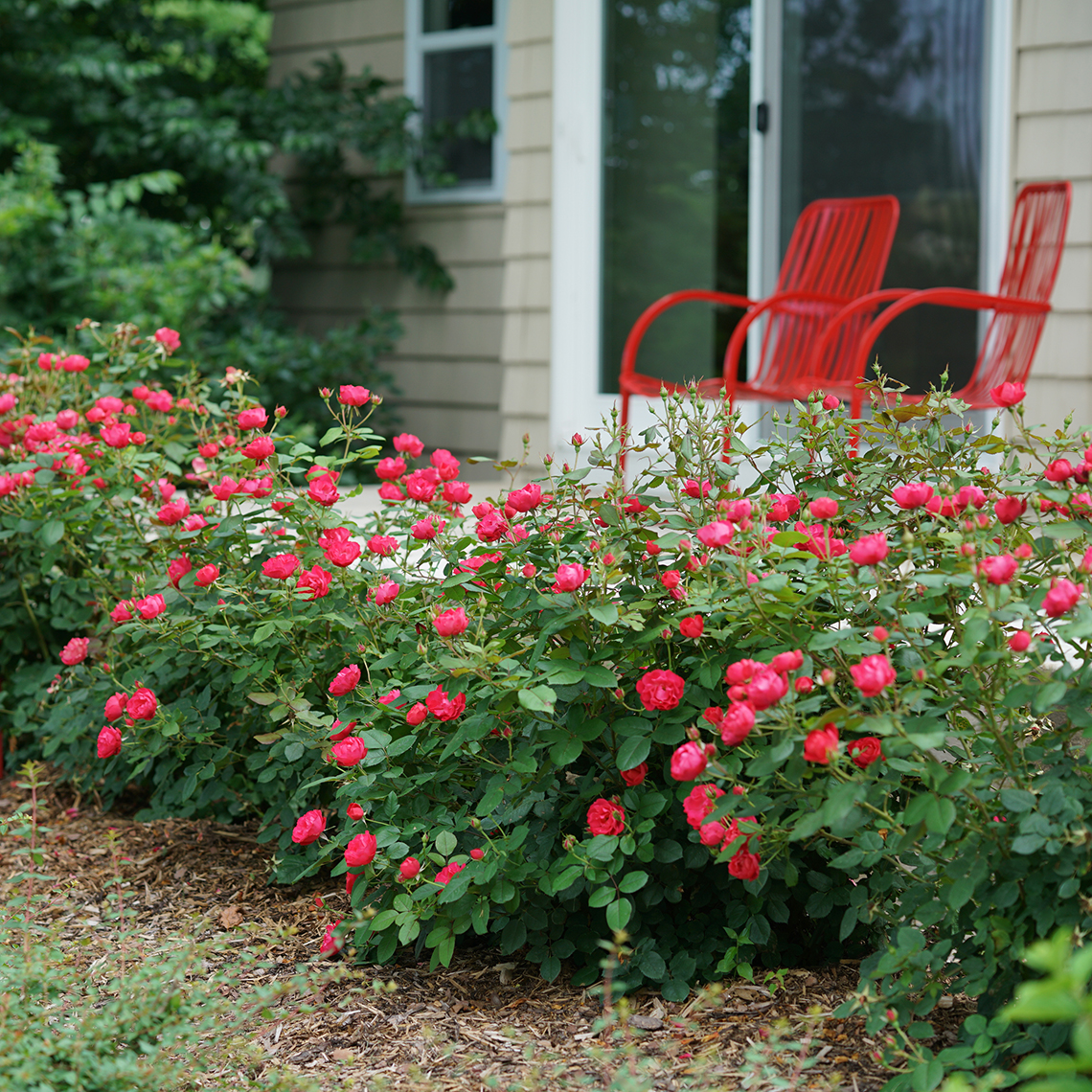 Hedge of blooming Oso Easy Double Red Rosa along patio with matching red chairs
