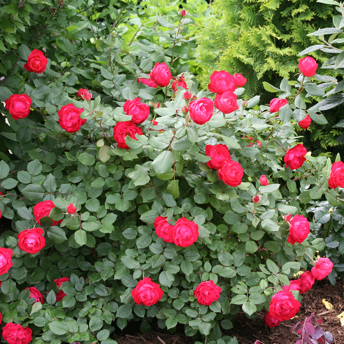 Rounded Oso Easy Double Red Rosa in landscape