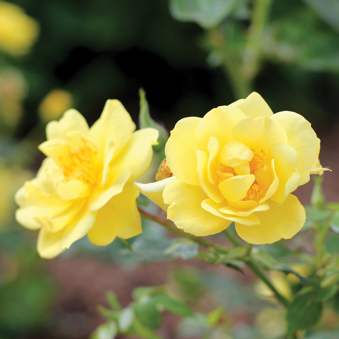 Two sunny yellow Oso Easy Lemon Zest Rosa blooms on branch