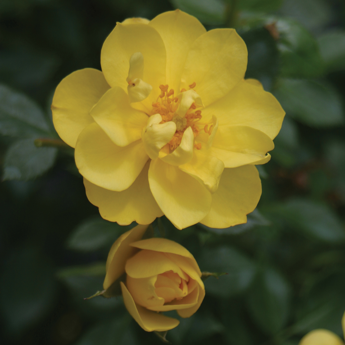 Close up of bright yellow Oso Easy Lemon Zest Rosa flower and bud