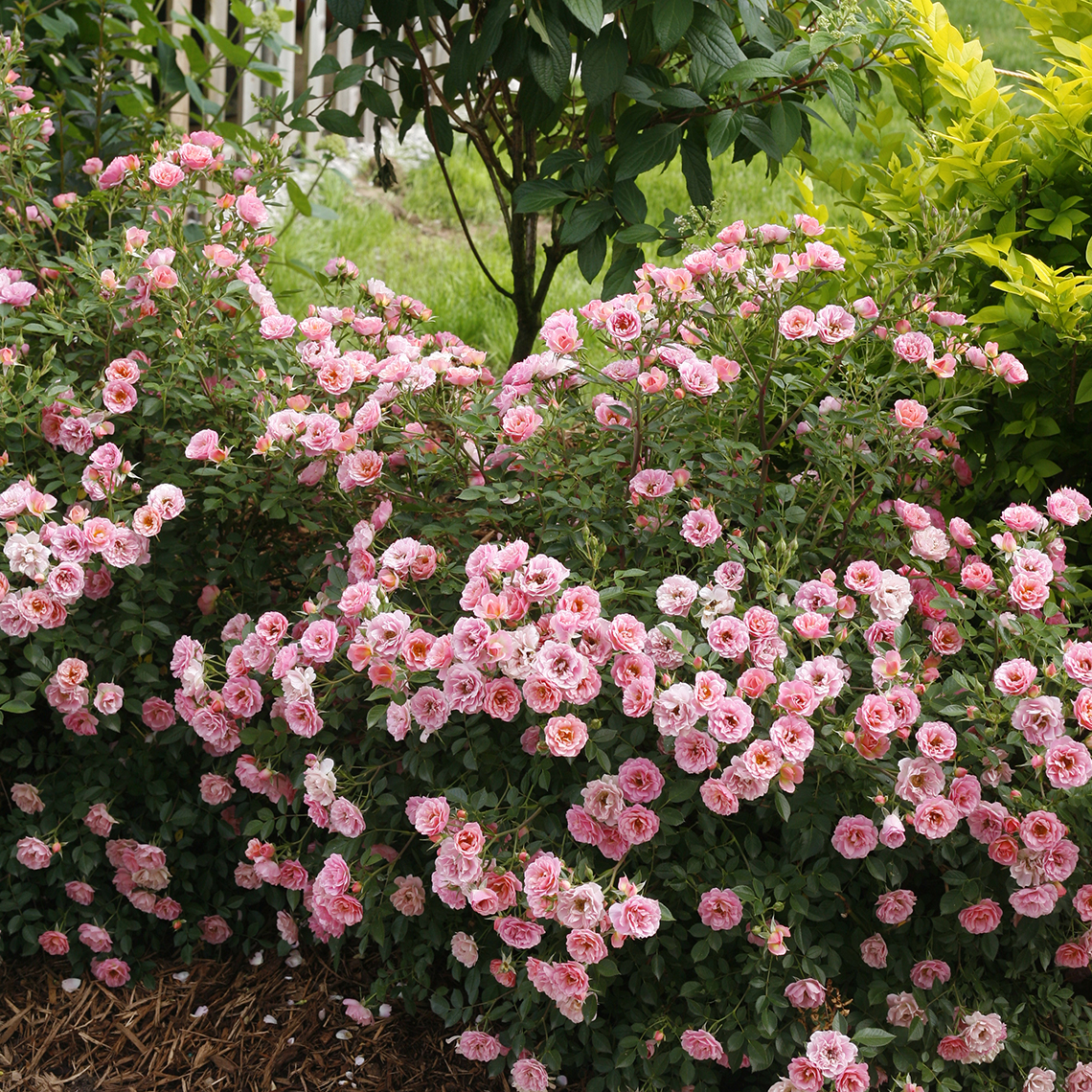 Abundantly bloomng Oso Easy Petit Pink Rosa in landscape border
