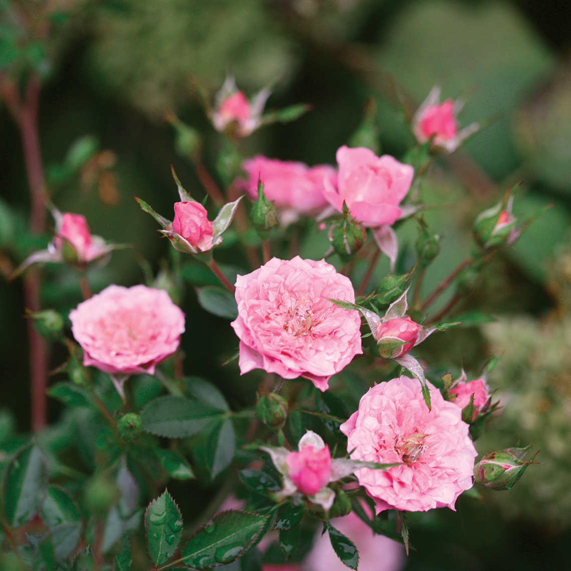 Close up of bubblegum pink Oso Easy Petit Pink Rosa flowers and buds