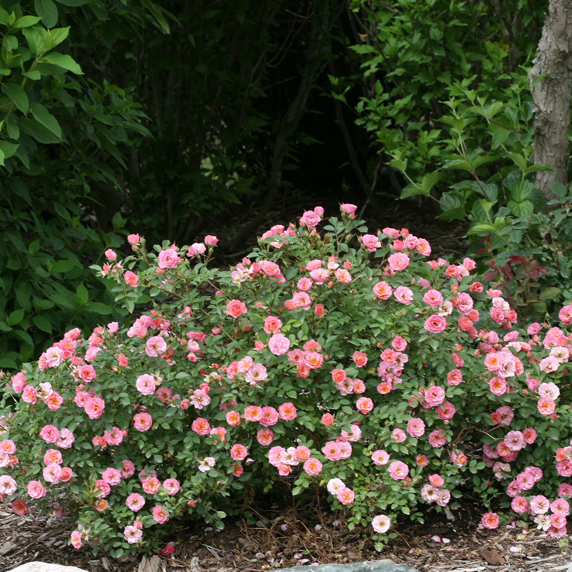 Mounded planting of Oso Easy Petit Pink Rosa