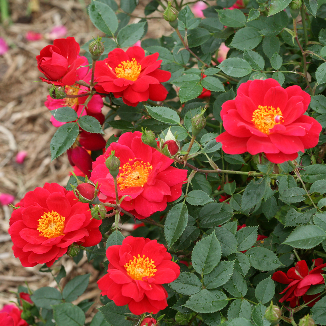 Multiple blooms of double scarlet red Oso Easy Urban Rosa Legend flowers