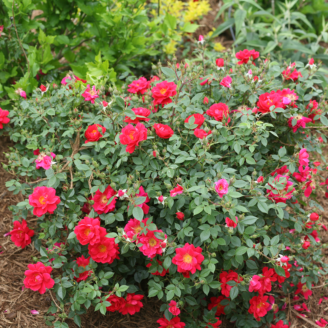 Mounded Oso Easy Urban Legend Rosa with dozens of scarlet flowers and buds