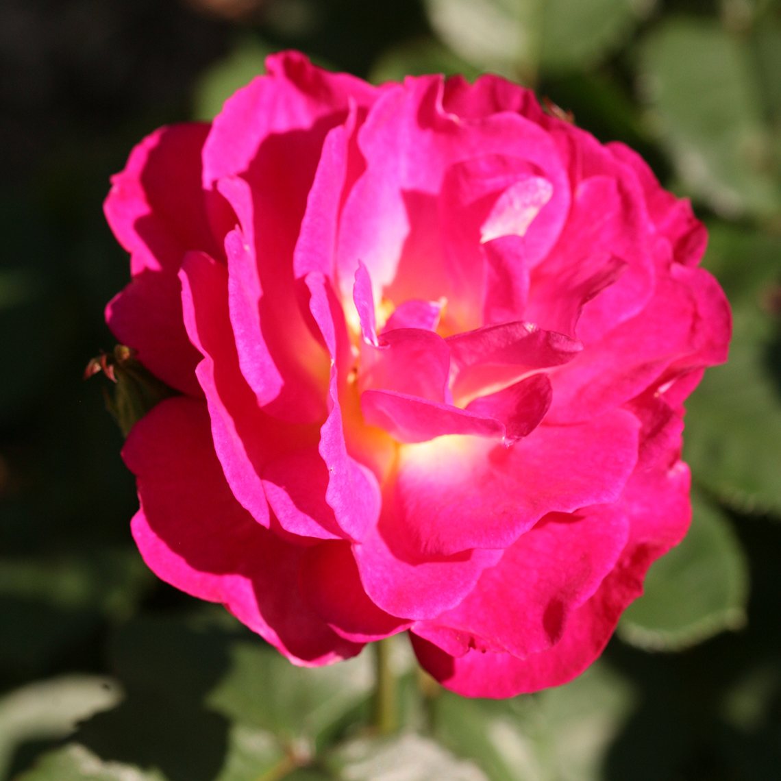 Multipetaled bright pink bloom of Outta the Blue Rosa