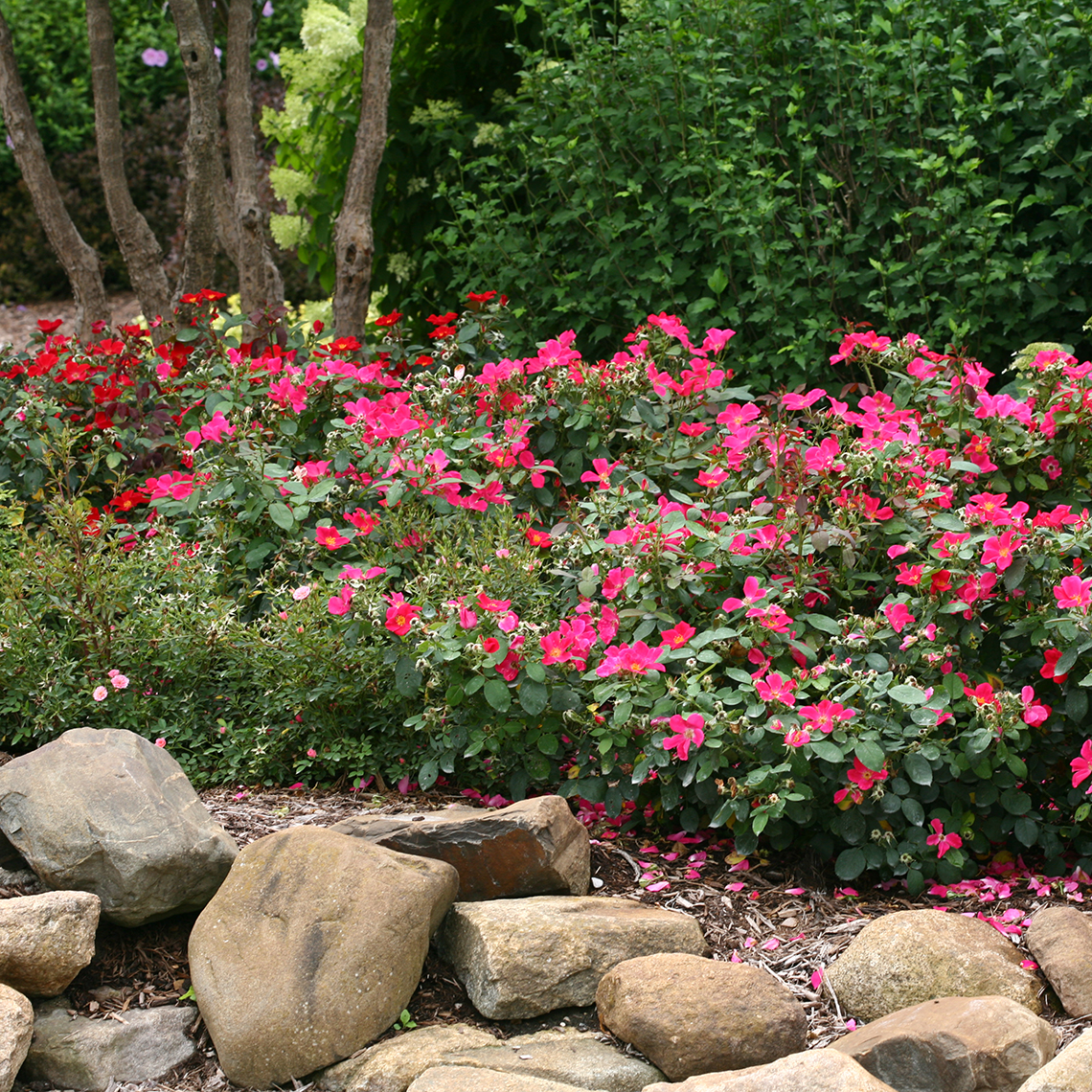 Mass planting of Pink Home Run Rosa in rock lined garden bed