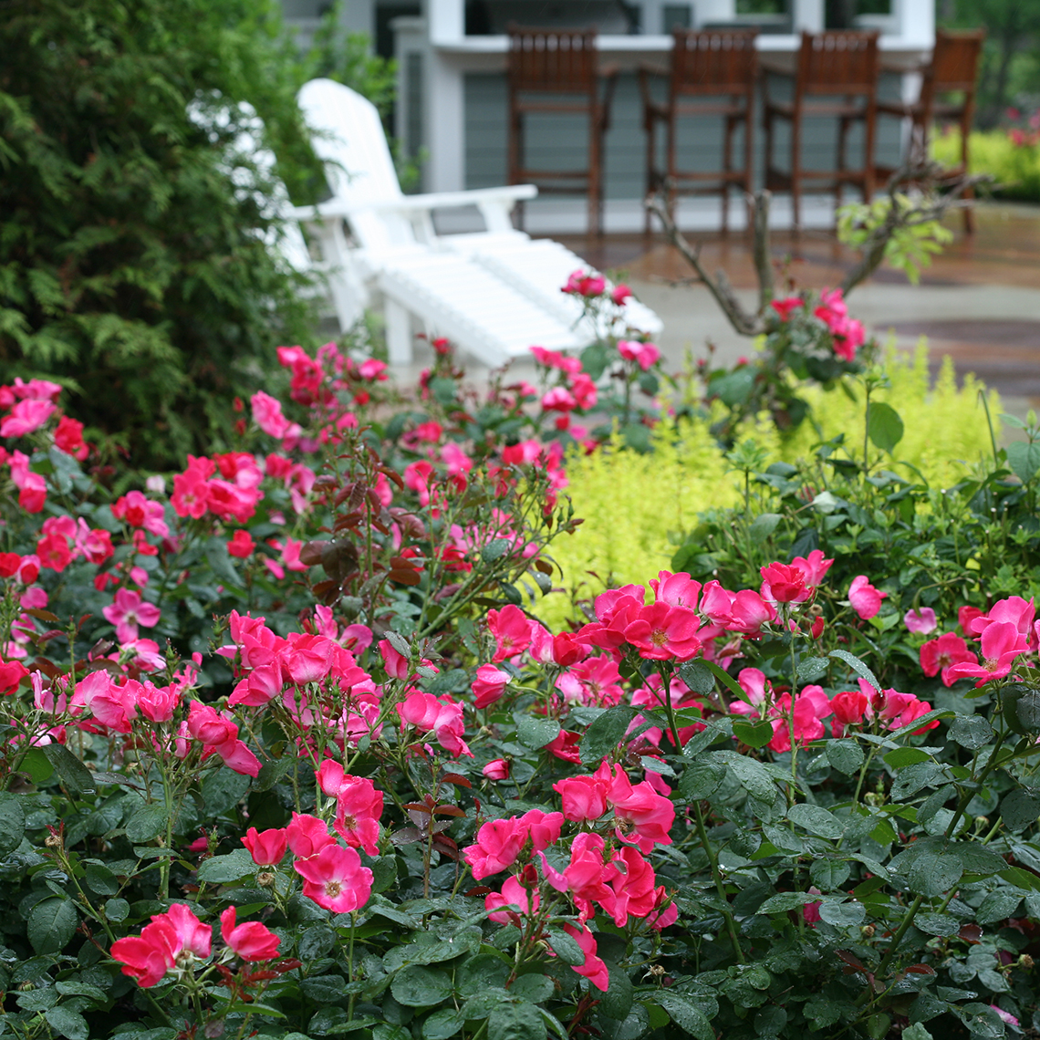 Mass planting of Pink Home Run Rosa lining patio with white chairs and wooden stools