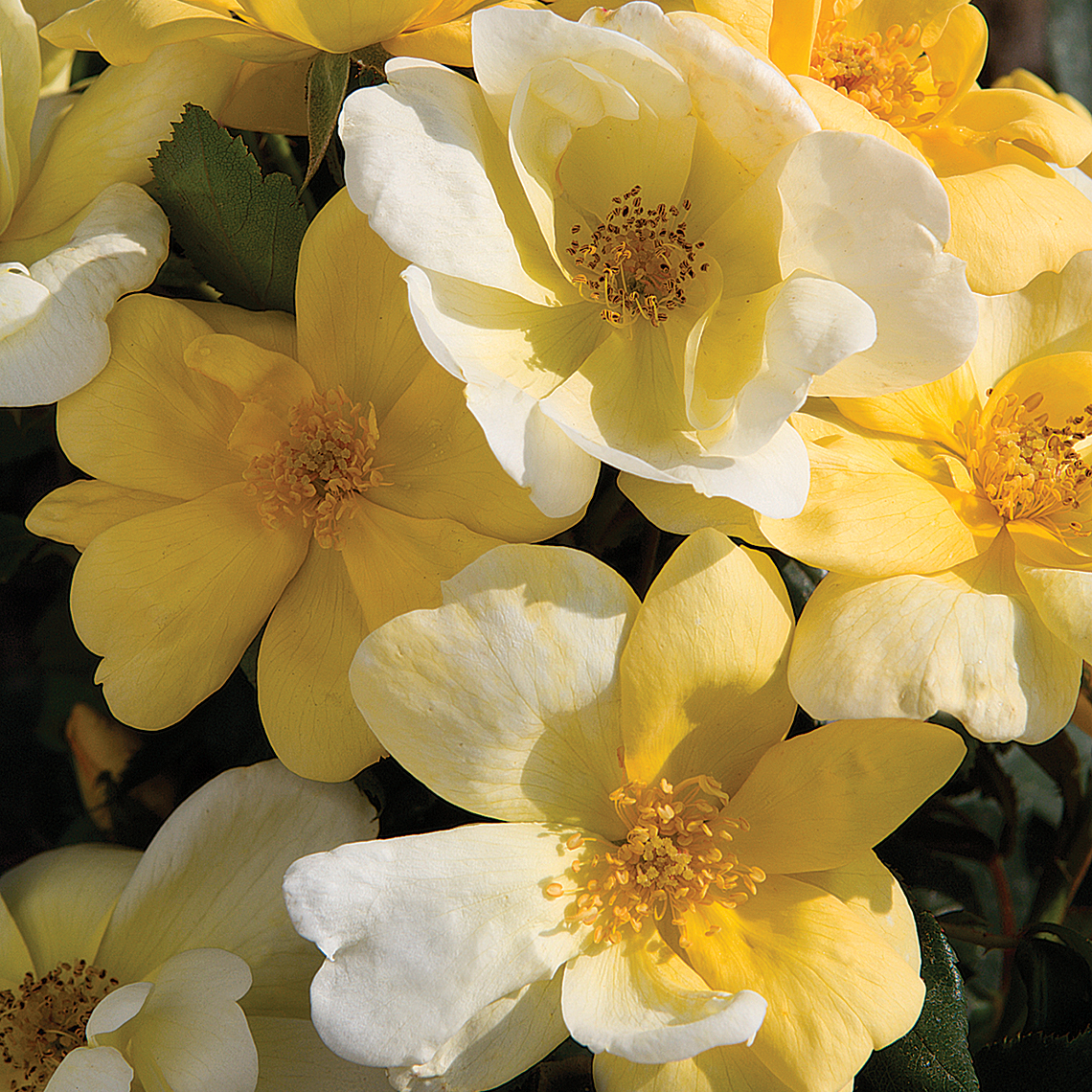 Bunch of light yellow Sunny Knock Out Rosa blooms