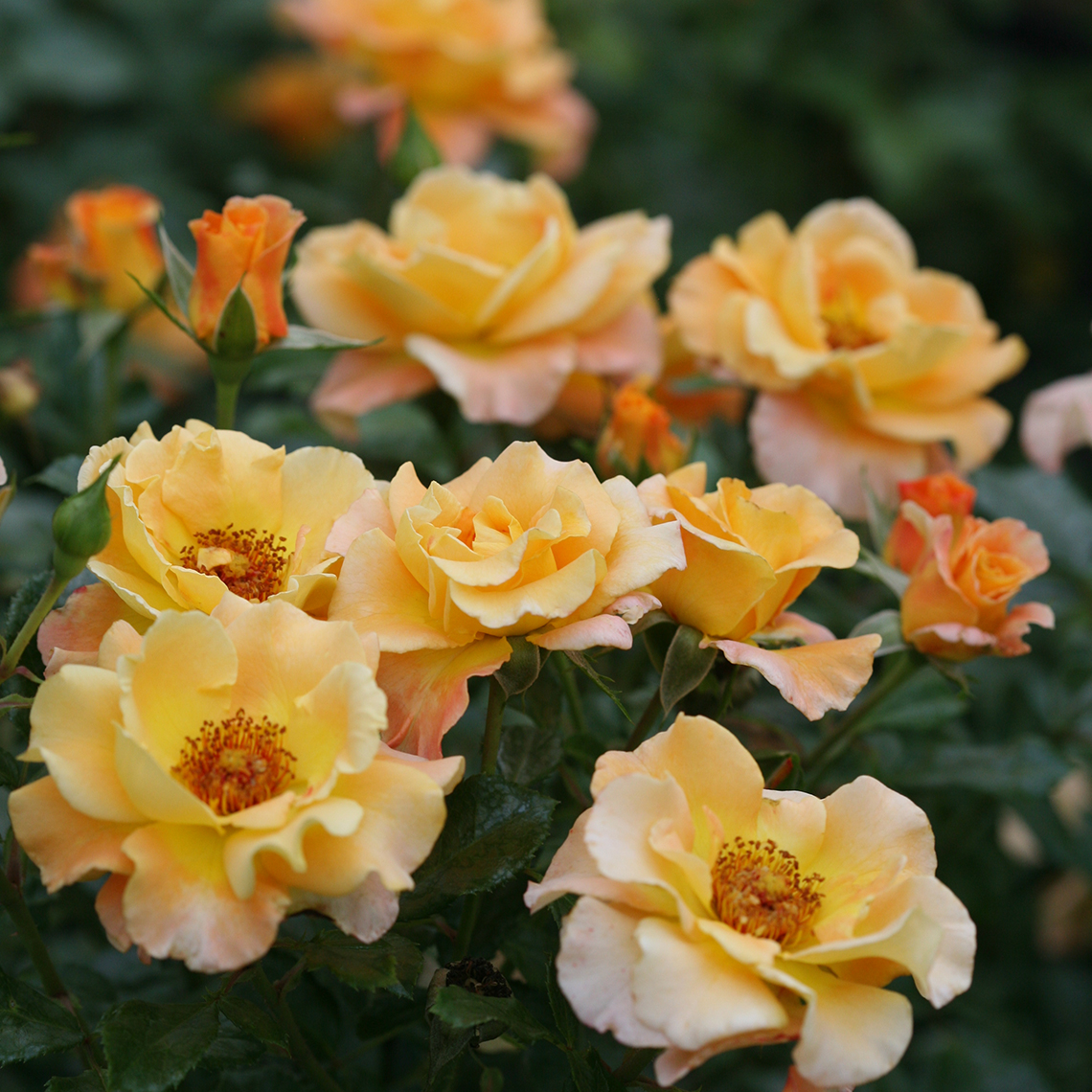 Sunorita Rosa blooming in hues of orange gold and yellow