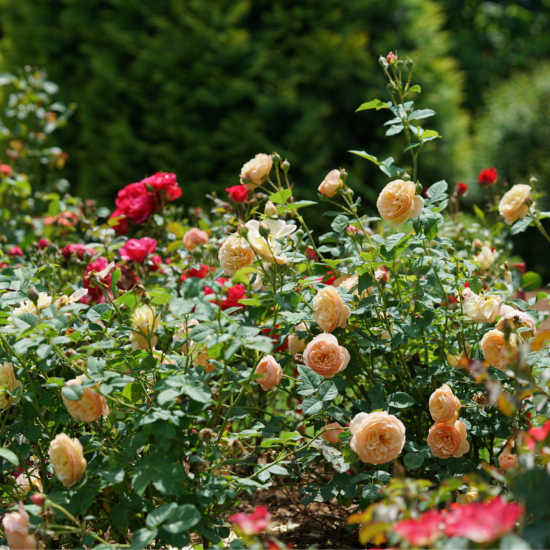 Flavorette Honey-Apricot Rose in the landscape.