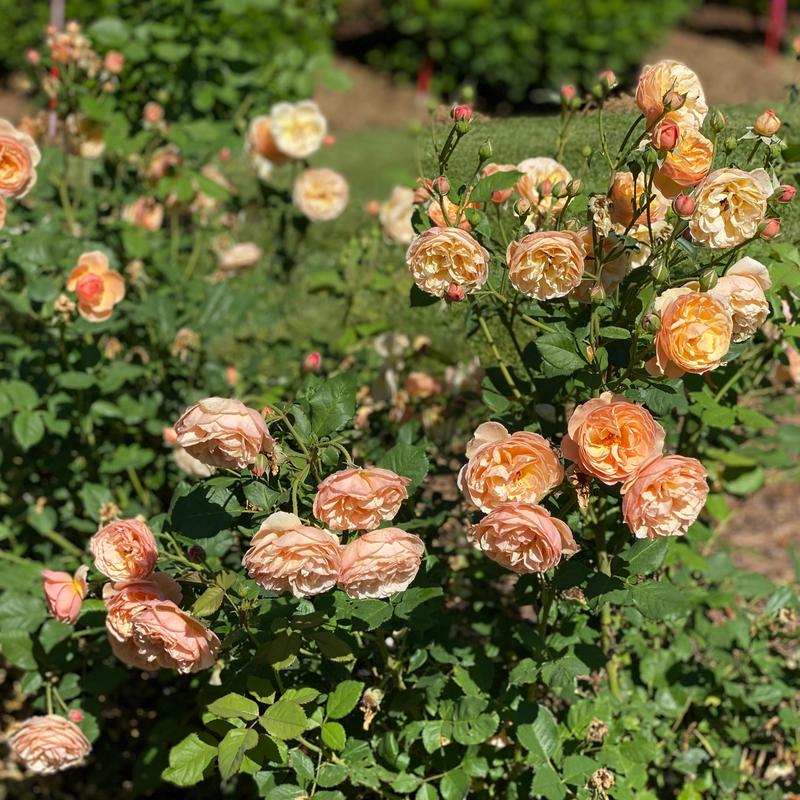 Flavorette Honey-Apricot Rose in the landscape.
